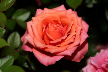 A Rose in Bloom: Graceful Elegance and Quiet Emergence