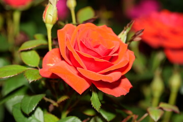 A Rose in Bloom: Graceful Elegance and Quiet Emergence