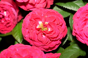 Benjamin Britten Rose: Vibrant Coral Blooms with Rich Fragrance