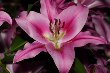 Pink Lily Blooms: Elegant Flowers with a Serene Backdrop