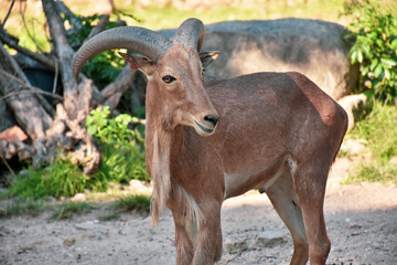 wild goat in the zoo