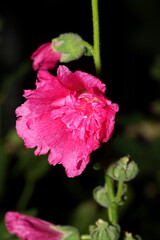 Radiant Pink Bloom with Golden Heart and Bold Charm