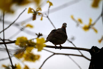 Silhouetted Spotted Dove (Streptopelia chinensis) on Handroanthus chrysanthus branch in Nam Cheong, Hong Kong.