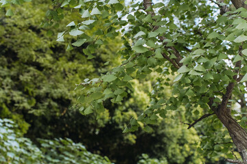Fresh green leaves of ginkgo biloba
