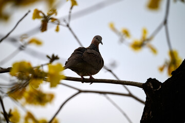  Spotted Dove (Streptopelia chinensis) on Handroanthus chrysanthus branch in Nam Cheong, Hong Kong.
