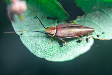 Leaf cockroach Balta bicolor perched on a green leaf (Angiospermae), shown in crisp macro detail with natural texture.