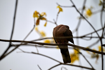 Silhouetted Spotted Dove (Streptopelia chinensis) on Handroanthus chrysanthus branch in Nam Cheong,...