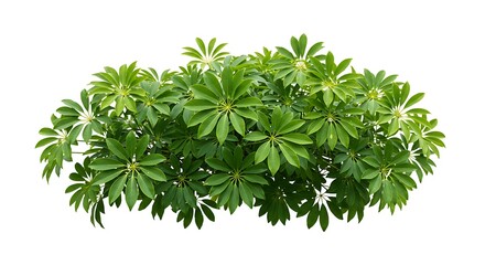 Lush Green Schefflera Plant Isolated on White Background, Detailed Leaf Structure.