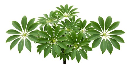 Obraz premium Lush Green Umbrella Plant Isolated on White Background with Detailed Leaves