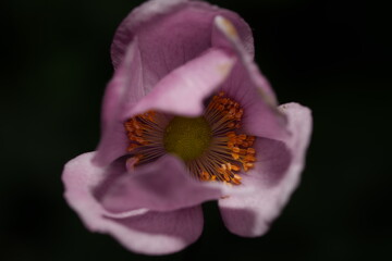 Anemone ‘Queen Charlotte’: Soft Pink Elegance in Bloom