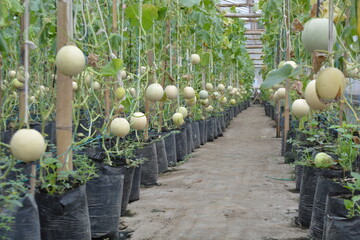 Rows of melon plants growing in a greenhouse with hanging fruits and plastic grow bags....