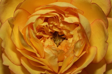 Golden Bloom: The Timeless Warmth of a Yellow Rose