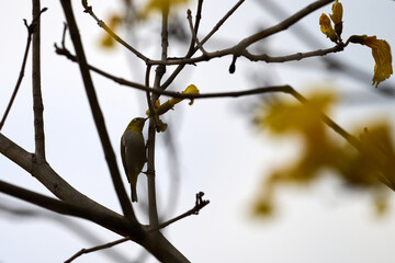 Swinhoe's White-eye (Zosterops simplex) perched on Handroanthus chrysanthus branch in Nam Cheong, Hong Kong
