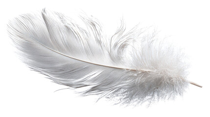 Obraz premium White feather in soft, delicate texture, isolated on tranparent background 