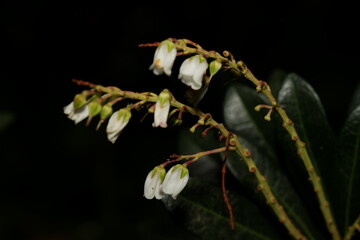 Delicate White Andromeda Flower Buds in Early Bloom
