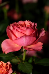 A Rose in Bloom: Graceful Elegance and Quiet Emergence