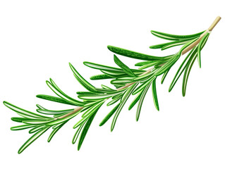 Fototapeta premium A fresh sprig of aromatic rosemary isolated on a transparent background