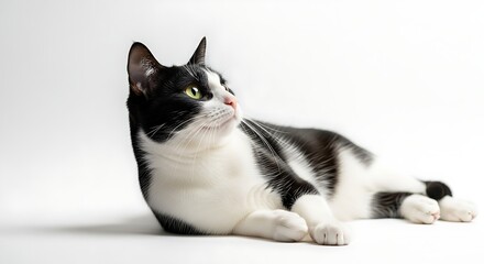 A black and white cat with a snowy coat lies on a white background looking curiously to the side
