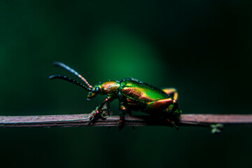Frog-legged Leaf Beetle (Sagra buqueti) perched on a twig. Native to Southeast Asia. Feeds on...