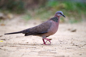 Silhouetted Spotted Dove (Streptopelia chinensis) on Handroanthus chrysanthus branch in Nam Cheong,...