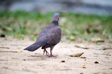 Silhouetted Spotted Dove (Streptopelia chinensis) on Handroanthus chrysanthus branch in Nam Cheong,...