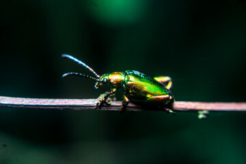 Frog-legged Leaf Beetle (Sagra buqueti) perched on a twig. Native to Southeast Asia. Feeds on...