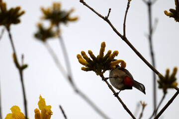 Red-whiskered Bulbul (Pycnonotus jocosus) perched on Handroanthus chrysanthus branch in Nam Cheong,...