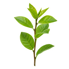 Obraz premium Young green plant stem with multiple leaves reaching upwards isolated on a transparent background image