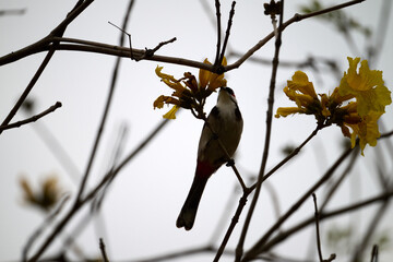 Red-whiskered Bulbul (Pycnonotus jocosus) perched on Handroanthus chrysanthus branch in Nam Cheong,...
