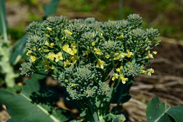 ブロッコリーの花が咲いて来た