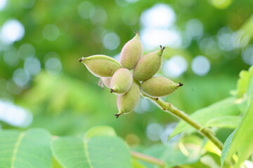 クルミの木の可愛い若い果実