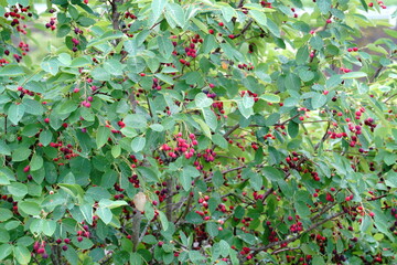 ６月にジューンベリーの木に赤色の果実が熟れて黒くなる