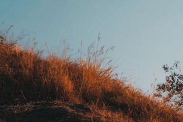 Golden grass swaying gently on a hillside under a clear blue sky during sunset