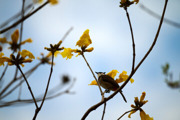 Red-whiskered Bulbul (Pycnonotus jocosus) perched on Handroanthus chrysanthus branch in Nam Cheong, Hong Kong.