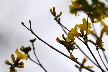 Swinhoe's White-eye (Zosterops simplex) perched on Handroanthus chrysanthus branch in Nam Cheong,...