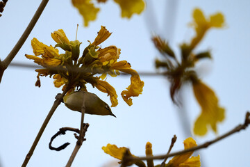 Swinhoe's White-eye (Zosterops simplex) perched on Handroanthus chrysanthus branch in Nam Cheong,...