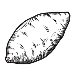 Hand drawn root vegetable illustration tuber sweet potato