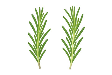 Fototapeta premium Two sprigs of fresh rosemary are laying on a transparent background, ready to be used in food photography or design projects