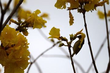 Swinhoe's White-eye (Zosterops simplex) perched on Handroanthus chrysanthus branch in Nam Cheong, Hong Kong