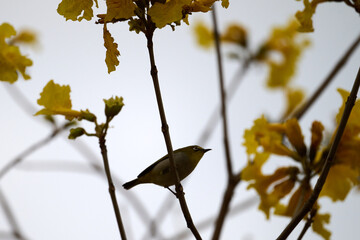 Swinhoe's White-eye (Zosterops simplex) perched on Handroanthus chrysanthus branch in Nam Cheong,...