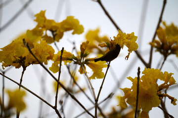 Swinhoe's White-eye (Zosterops simplex) perched on Handroanthus chrysanthus branch in Nam Cheong,...
