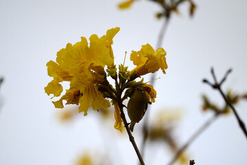 Swinhoe's White-eye (Zosterops simplex) perched on Handroanthus chrysanthus branch in Nam Cheong,...
