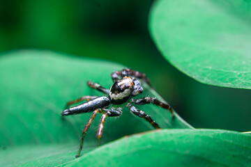 Two-striped Jumping Spider (Telamonia dimidiata) waits for prey on a leaf. Insect-eating arboreal spider found in tropical forests across Asia.