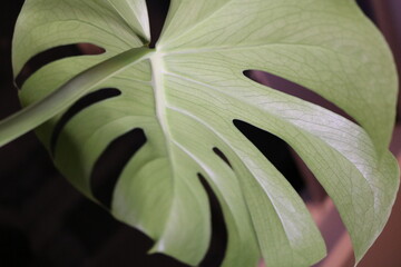 close up of leaf