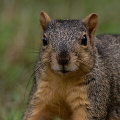 Obraz premium Squirrel Headshot