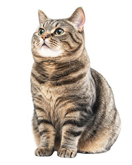 Fototapeta premium A striped tabby cat sits attentively, looking upwards with curious green eyes isolated on transparent background
