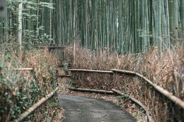 京都の竹林