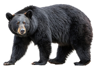 Fototapeta premium full-length-black-bear on a isolated transparent background