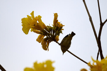Swinhoe's White-eye (Zosterops simplex) perched on Handroanthus chrysanthus branch in Nam Cheong,...