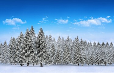 Fototapeta premium Fir tree forest in snowy landscape